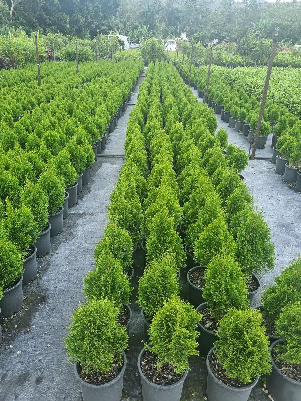 Rows of conifer plants in a wholesale nursery — Bryce's horticultural background