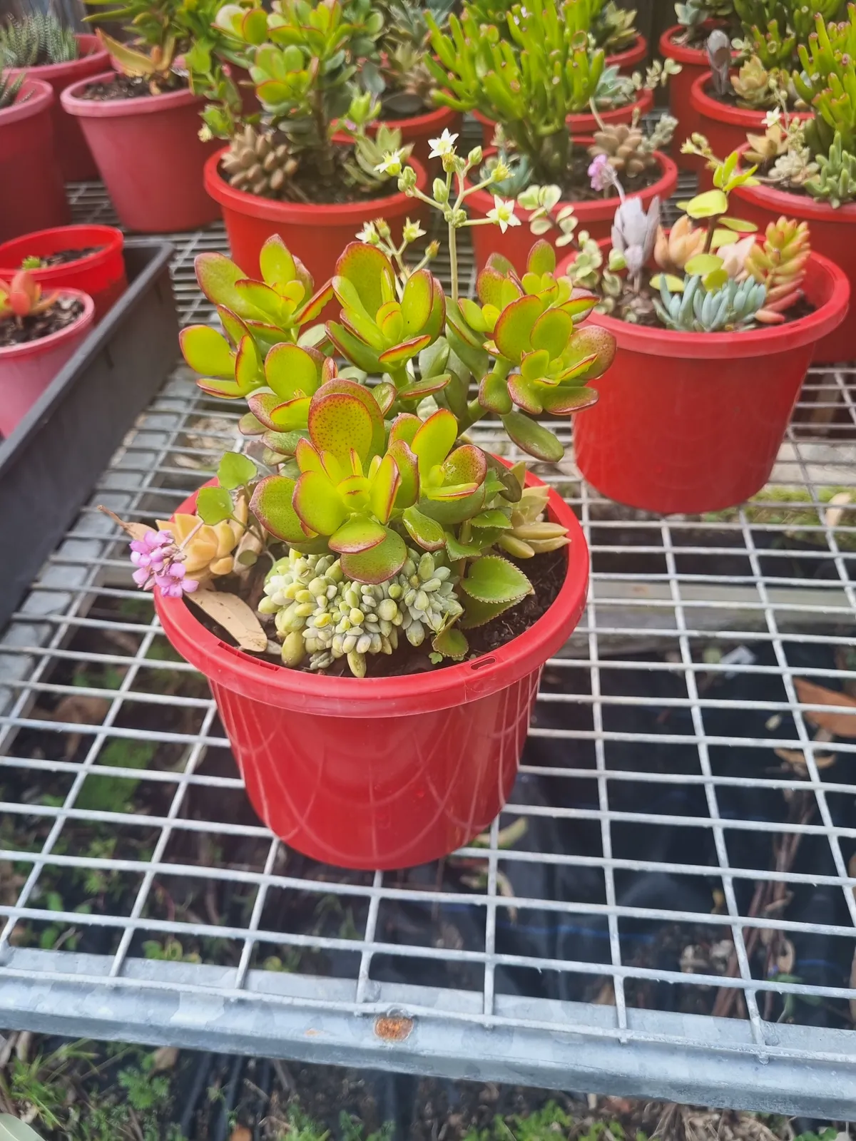 Succulents propagated and growing in a wholesale nursery