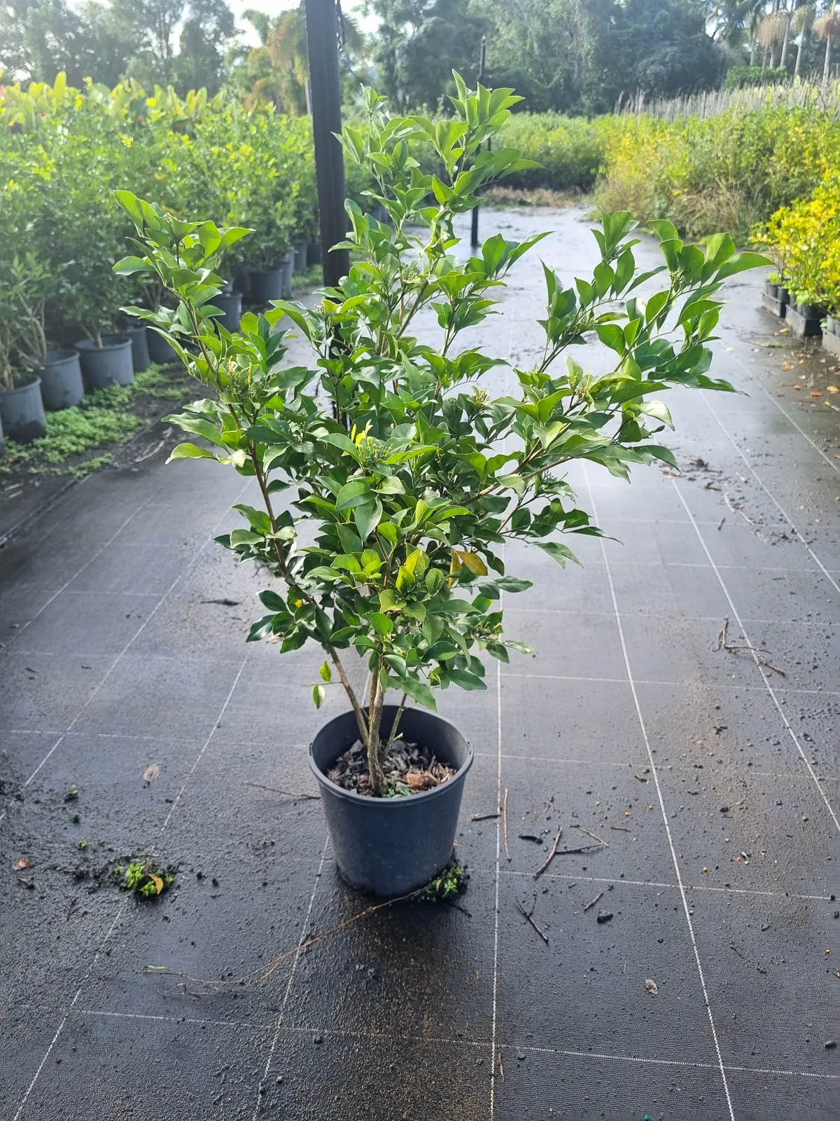 Murraya shrub grown in a wholesale nursery environment
